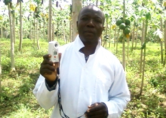 نِستر فرِيش بابايا NESTER FRESH PAPAYA