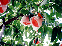 Peach trees laden with fruits