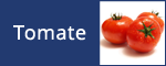 Tomate