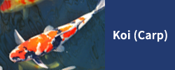 Koi (Carp)