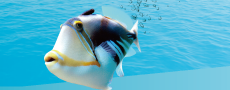 aquarium