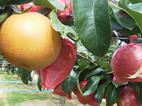 The Popular Housui Pear